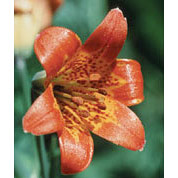 Flower Essence Services Alpine Lily Dropper, 0.25 oz, Flower Essence Services