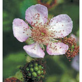 Flower Essence Services Blackberry Dropper, 1 oz, Flower Essence Services