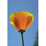 California Poppy Dropper, 0.25 oz, Flower Essence Services