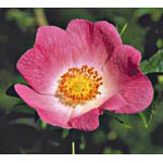 Flower Essence Services California Wild Rose Dropper, 1 oz, Flower Essence Services