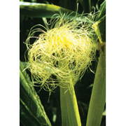 Corn Dropper, 0.25 oz, Flower Essence Services
