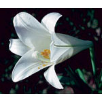 Flower Essence Services Easter Lily Dropper, 0.25 oz, Flower Essence Services