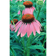 Flower Essence Services Echinacea Dropper, 0.25 oz, Flower Essence Services