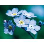 Flower Essence Services Forget-Me-Not Dropper, 0.25 oz, Flower Essence Services