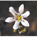Flower Essence Services Glassy Hyacinth Dropper, 0.25 oz, Flower Essence Services