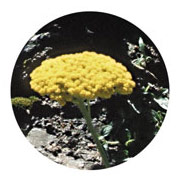 Golden Yarrow Dropper, 0.25 oz, Flower Essence Services