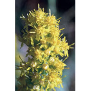 Flower Essence Services Goldenrod Dropper, 0.25 oz, Flower Essence Services