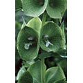 Green Bells of Ireland Dropper, 0.25 oz, Flower Essence Services
