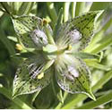 Green Cross Gentian Dropper, 1 oz, Flower Essence Services