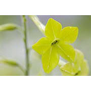 Green Nicotiana Dropper, 0.25 oz, Flower Essence Services