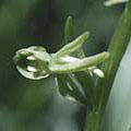 Flower Essence Services Green Rein Orchid Dropper, 0.25 oz, Flower Essence Services