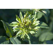 Green Rose Dropper, 0.25 oz, Flower Essence Services