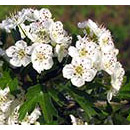 Hawthorn Dropper, 0.25 oz, Flower Essence Services