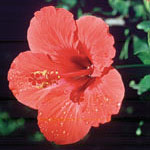 Flower Essence Services Hibiscus Dropper, 0.25 oz, Flower Essence Services