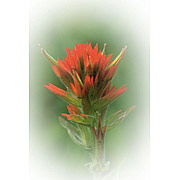 Indian Paintbrush Dropper, 0.25 oz, Flower Essence Services