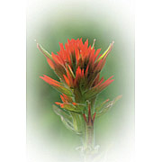 Flower Essence Services Indian Paintbrush Dropper, 0.25 oz, Flower Essence Services