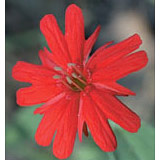 Indian Pink Dropper, 0.25 oz, Flower Essence Services