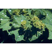 Flower Essence Services Lady's Mantle (Alchemilla) Dropper, 1 oz, Flower Essence Services