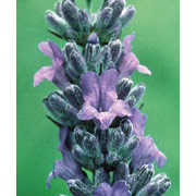 Flower Essence Services Lavender Dropper, 0.25 oz, Flower Essence Services