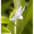 Flower Essence Services Lemon Dropper, 1 oz, Flower Essence Services