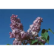 Lilac Dropper, 0.25 oz, Flower Essence Services