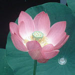Lotus Dropper, 1 oz, Flower Essence Services