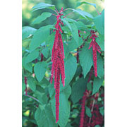 Love-Lies-Bleeding Dropper, 1 oz, Flower Essence Services