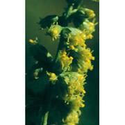Mugwort Dropper, 0.25 oz, Flower Essence Services