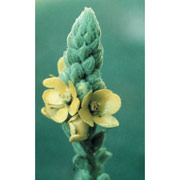 Flower Essence Services Mullein Dropper, 1 oz, Flower Essence Services