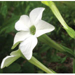Nicotiana Dropper, 0.25 oz, Flower Essence Services
