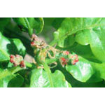 Oak Dropper, 0.25 oz, Flower Essence Services