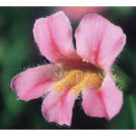 Flower Essence Services Pink Monkeyflower Dropper, 0.25 oz, Flower Essence Services