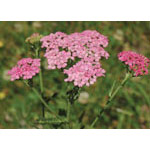 Pink Yarrow Dropper, 1 oz, Flower Essence Services