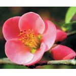 Quince Dropper, 0.25 oz, Flower Essence Services