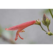 Flower Essence Services Red Penstemon Dropper, 0.25 oz, Flower Essence Services