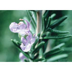 Flower Essence Services Rosemary Dropper, 1 oz, Flower Essence Services