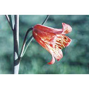 Scarlet Frittilary Dropper, 0.25 oz, Flower Essence Services