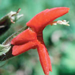 Scarlet Monkeyflower Dropper, 0.25 oz, Flower Essence Services