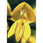 Flower Essence Services Scotch Broom Dropper, 1 oz, Flower Essence Services