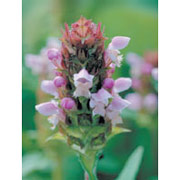 Self-Heal Dropper, 1 oz, Flower Essence Services