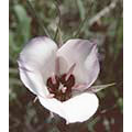 Flower Essence Services Splendid Mariposa Lily Dropper, 0.25 oz, Flower Essence Services