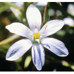 Star of Bethlehem Dropper, 0.25 oz, Flower Essence Services