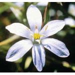 Flower Essence Services Star of Bethlehem Dropper, 0.25 oz, Flower Essence Services