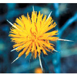 Star Thistle Dropper, 0.25 oz, Flower Essence Services