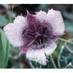 Star Tulip Dropper, 1 oz, Flower Essence Services