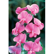 Flower Essence Services Sweet Pea Dropper, 0.25 oz, Flower Essence Services