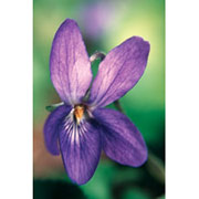Violet Dropper, 1 oz, Flower Essence Services