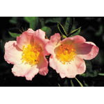 Wild Rose Dropper, 0.25 oz, Flower Essence Services