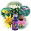 Yarrow Environmental Solution Dropper, 1 oz, Flower Essence Services