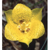 Yellow Star Tulip Dropper, 1 oz, Flower Essence Services